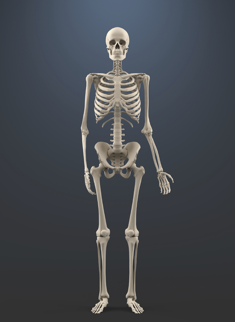 human skeleton