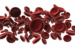 red blood cells