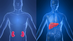 diagram showing location of kidneys and liver