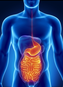 location of stomach and intestines in the body