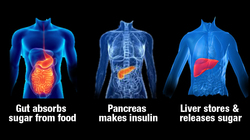 diagrams showing location of intestines, pancreas, and liver