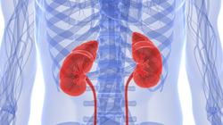 diagram of the kidneys