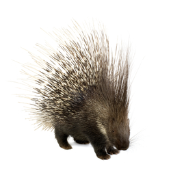 porcupine