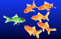 green goldfish swimming with orange goldfish