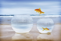 two goldfish bowls with one goldfish jumping to a different bowl