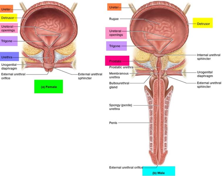 bladder illustration