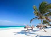 Image of a beach with palm tree