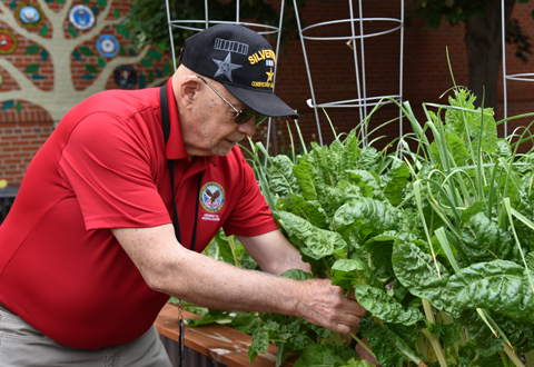 Man bending to tend chard and onions in raised garden bed