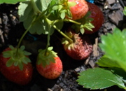 Closeup of strawberry plant fruit and leaves in garden